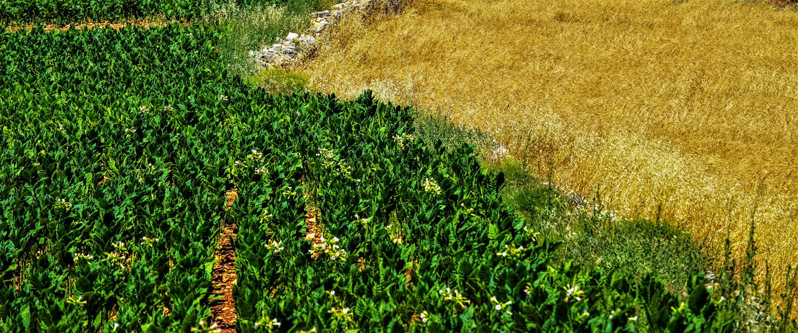 Fertile Agricultural Land